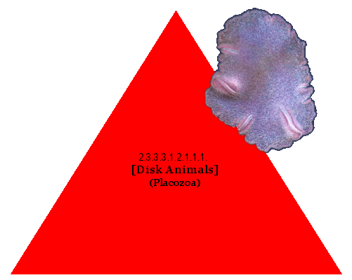 [Disk Animals] (Placozoa)