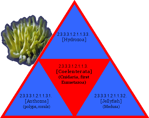 [Coelenterata] (Cnidaria, first Eumetazoa)