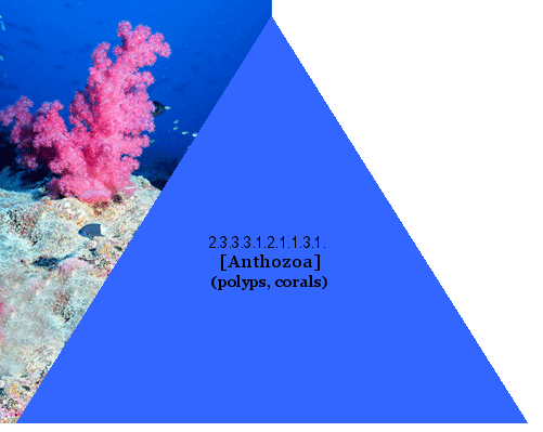 [Anthozoa] (polyps, corals)