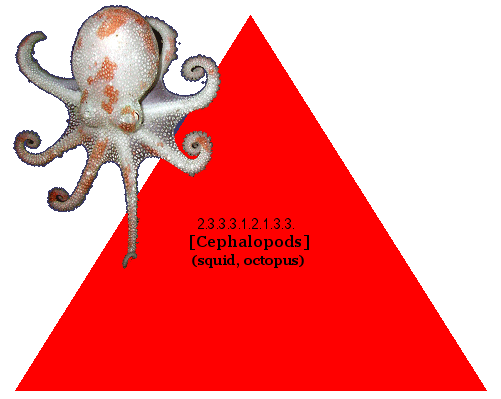 [Cephalopods] (squid, octopus)