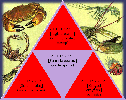 [Crustaceans] (arthropods)