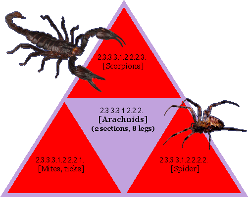 [Arachnids] (2 sections, 8 legs)