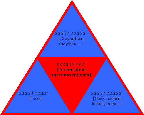 [incomplete metamorphosis]