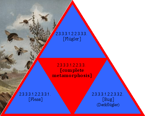 [complete metamorphosis]