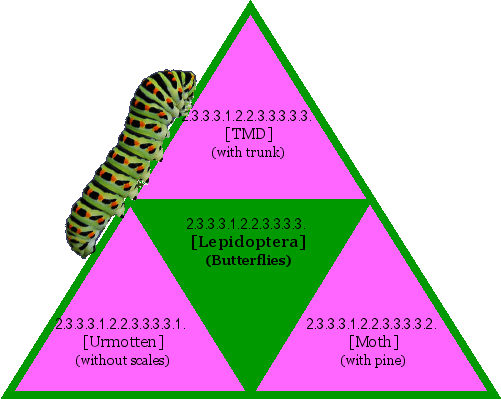 [Lepidoptera] (Butterflies)