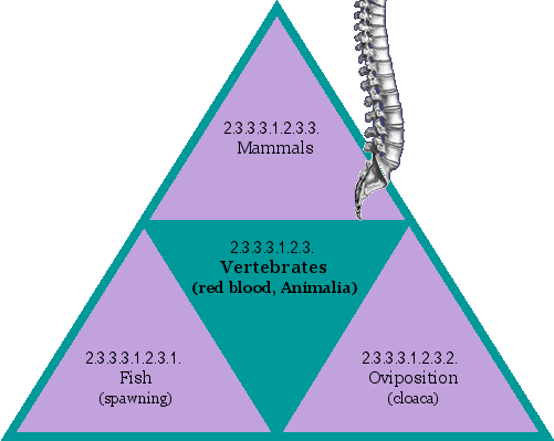 Vertebrates (red blood, Animalia)