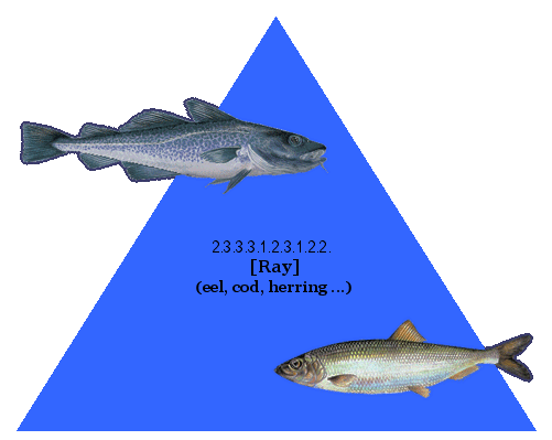 [Ray] (eel, cod, herring ...)