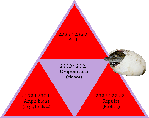 Oviposition (cloaca)