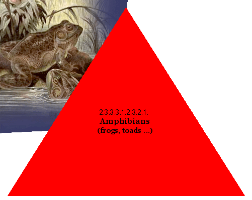 Amphibians (frogs, toads ...)