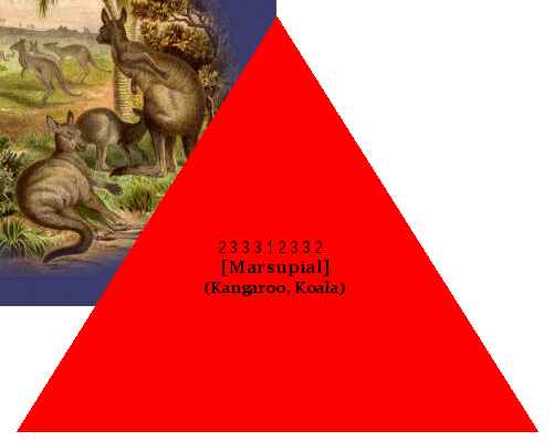 [Marsupial] (Kangaroo, Koala)