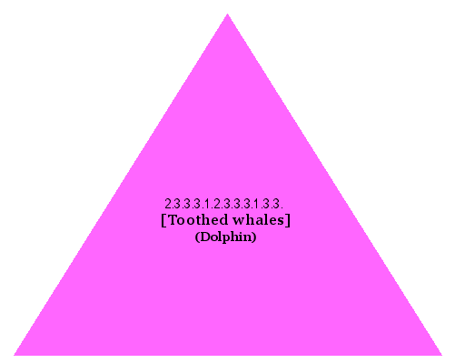 [Toothed whales] (Dolphin)