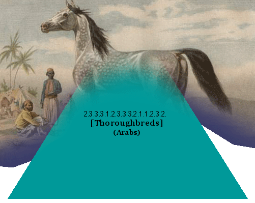 [Thoroughbreds] (Arabs)