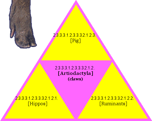 [Artiodactyla] (claws)