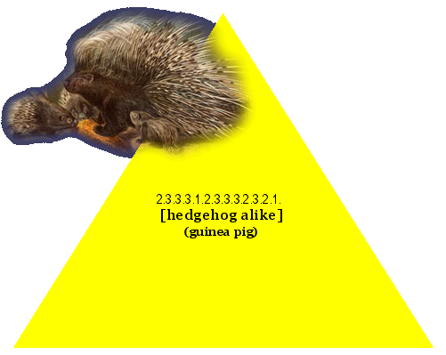 [hedgehog alike] (guinea pig)
