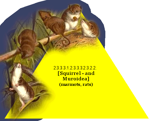 [Squirrel-and Muroidea] (marmots, rats)