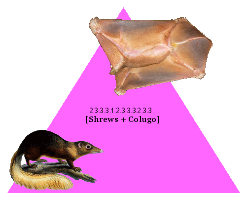 [Shrews + Colugo]