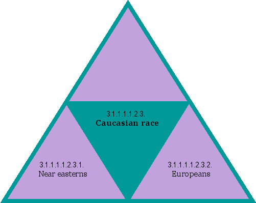 Caucasian race